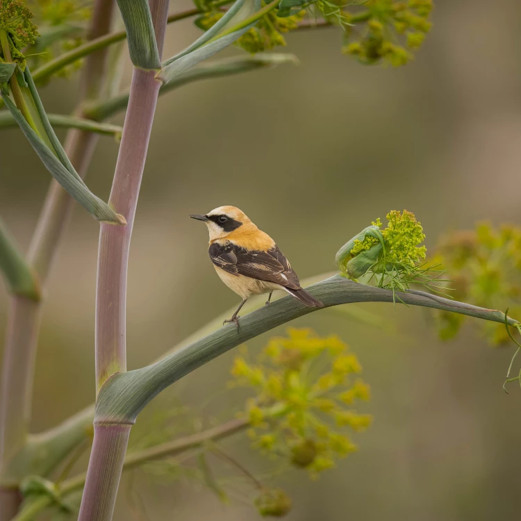 Imagen relacionada de el galacho de juslibol celebra el dia mundial de las aves migratorias en zaragoza